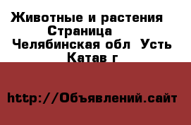  Животные и растения - Страница 17 . Челябинская обл.,Усть-Катав г.